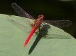 Rhodothemis lieftincki male (2 of 4)